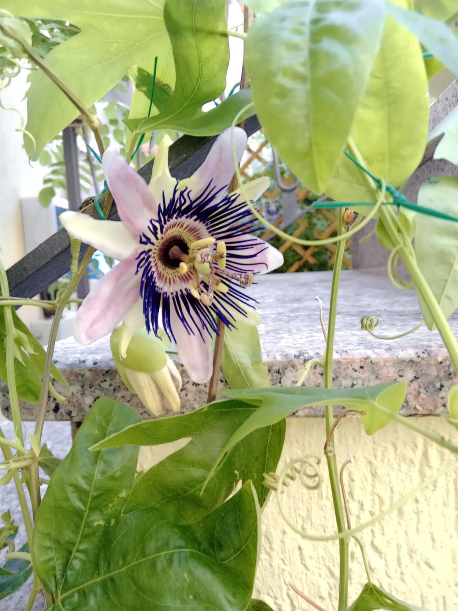 Il Giardino Di Tatiana Rooms & Breakfast La Maddalena  Rum bild