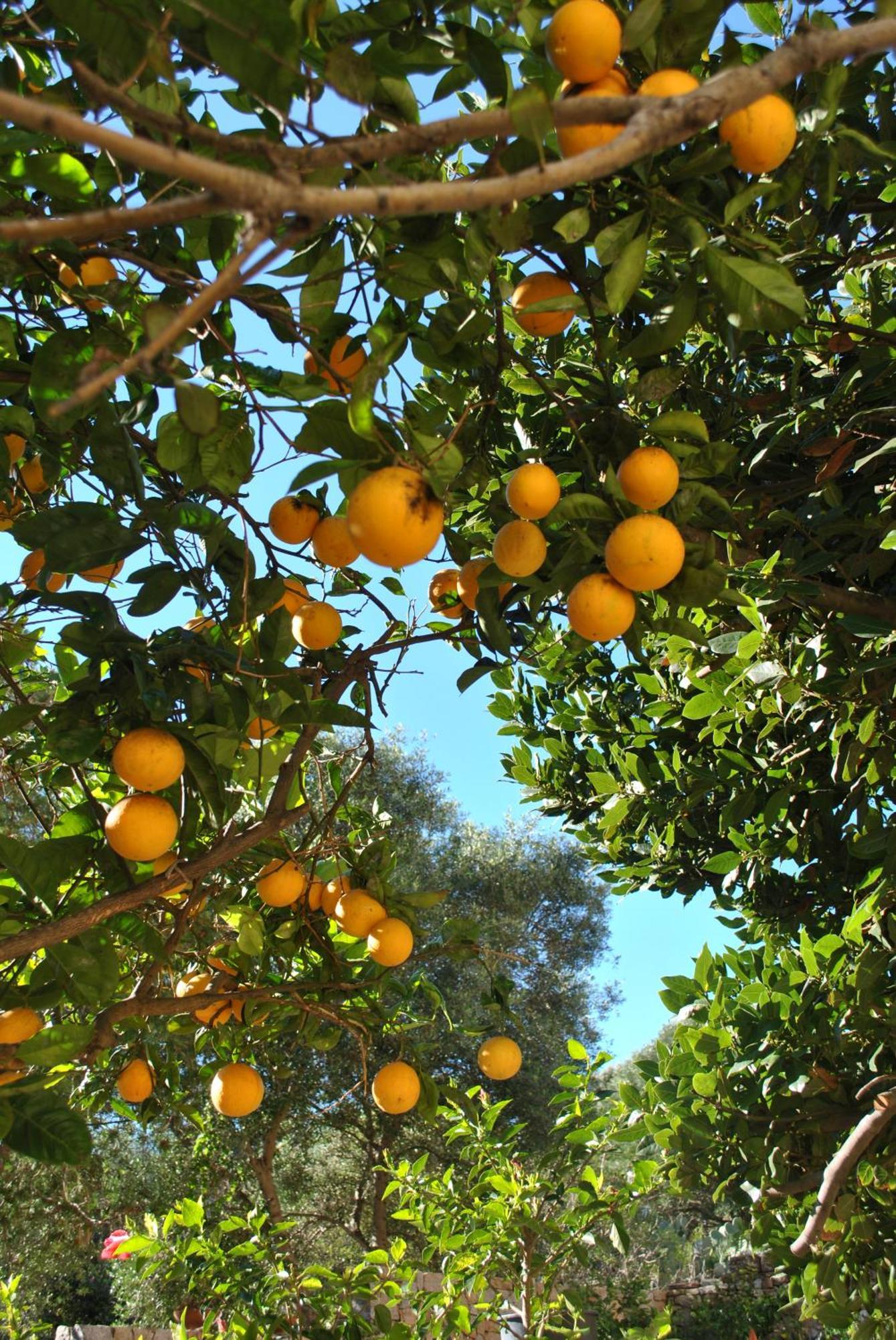 Il Giardino Di Tatiana Rooms & Breakfast La Maddalena  Rum bild